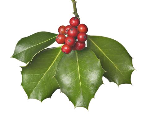 Mistletoe: Nature's Christmas Gift